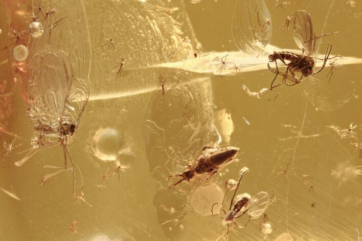 Fossil Fly, Springtail, and a Gall Midge Laying Eggs In Baltic Amber #270653